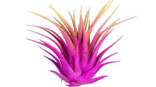 Ionantha Guatemala Tillandsia Air Plant, So Much Fun! Ionantha Tillandsia Air Plant