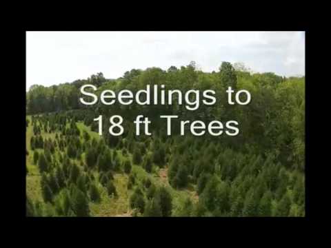فيديو: كيف تقوم بزرع شجرة التنوب النرويجية؟