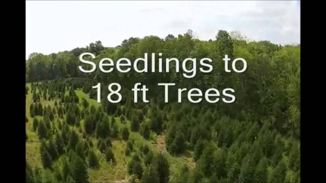 Reasons To Plant Norway Spruce Trees Youtube