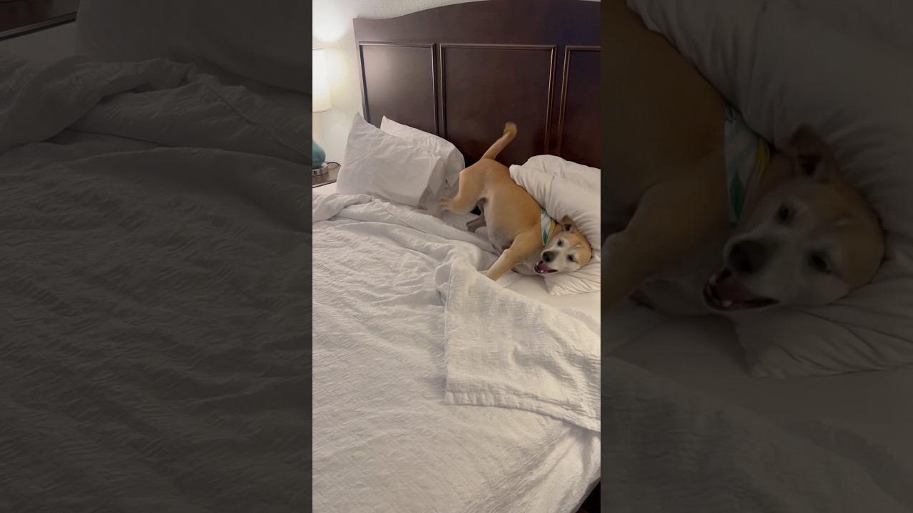Karma loves rolling around on the bed! 