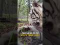 A tiger can skin its prey with its "tongue" alone.