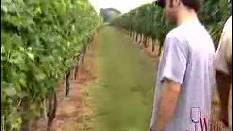 Hard Labor 1: Leaf-Pulling