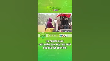 Lúa chuyên canh chất lượng cao, phát thải thấp cho hiệu quả bền vững # #daidongthap #thdt2 #lua