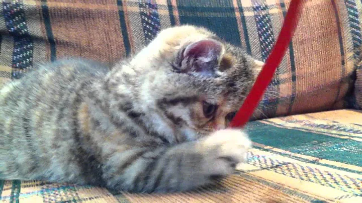 Watch the video about Exotic kitten for sale
