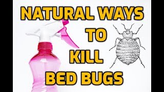 Natural Ways To Kill Bed Bugs 7 Diy Methods