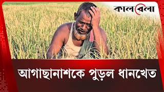 আগাছা মারতে গিয়ে নষ্ট ধানক্ষেত, দিশেহারা কৃষক | Paddy Field Damage | Kalbela News
