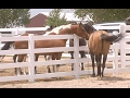 Long Horse Sighting - YouTube
