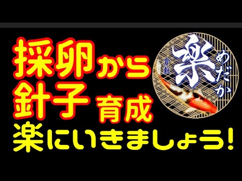 メダカの採卵、針子育成！初心者向け簡単飼育　シンプルに飼う！　@rakumedaka