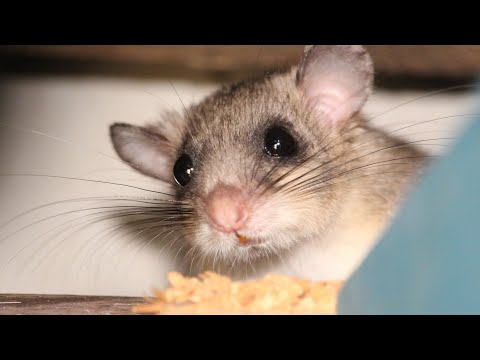 Un loir pris pour un rat dans une cuisine : mon intervention