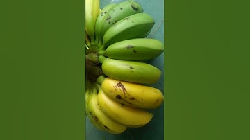 Nải chuối độc nhất thế giới...