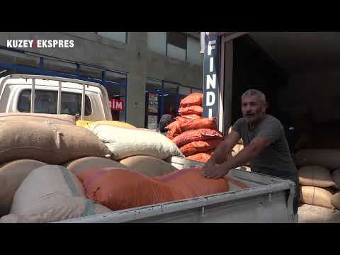 Trabzon'da fındık fiyatları ne kadar? İşte piyasadaki son durum