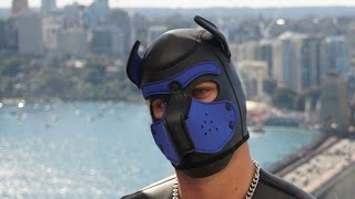 Mr S Neoprene Pup Hood Review By Gpup Alpha The Happy Pup