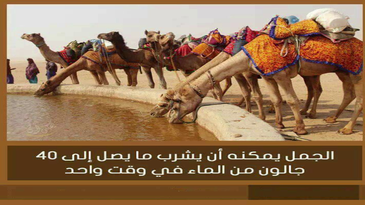 افلا ينظرون الى الابل كيف خلقت « أَفَلَا يَنظُرُونَ إِلَى الْإِبِلِ كَيْفَ خُلِقَتْ » عبدالباسط