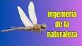 El fascinante mundo de las libélulas ile ilgili video