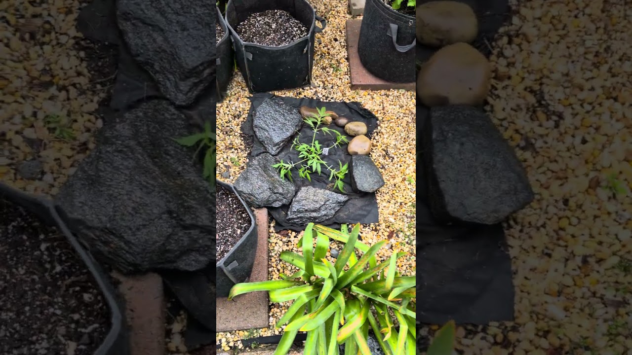Transfer into pots and Low Stress Training LST