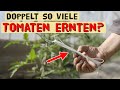 Länger und mehr Tomaten ernten mit diesem Stück Metall! Tomatenhaken richtig verwenden - Anleitung