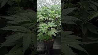 Veg grow room update/W Dr. Greenbody