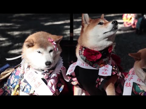 Dogs receive blessings in place of children in Japan