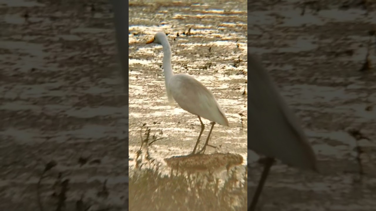 A Cattle Egret enjoying the calm and peaceful morning vibes🌿 #cattleegret #birdwatching #nature