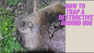 How to trap a ground hog with a body grip trap