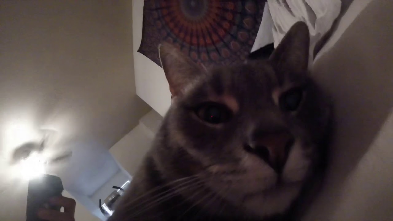 Cat looks at a GoPro session YouTube