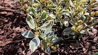 Rhamnus alaternus 'Argenteovariegata' řešetlák proměnlivý