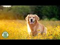 강아지의 수면과 휴식을 위한 음악🐶강아지가 좋아하는 음악,스트레스 해소음악(외출할때 출근할때 꼭 틀어주세요!)