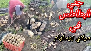 شاهد طريقة جني البطاطس من منطقة الدلالحةضواحي مولاي بوسلهام بالمغرب