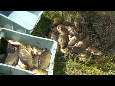 Рыбалка на карася вентерями (фитилями)