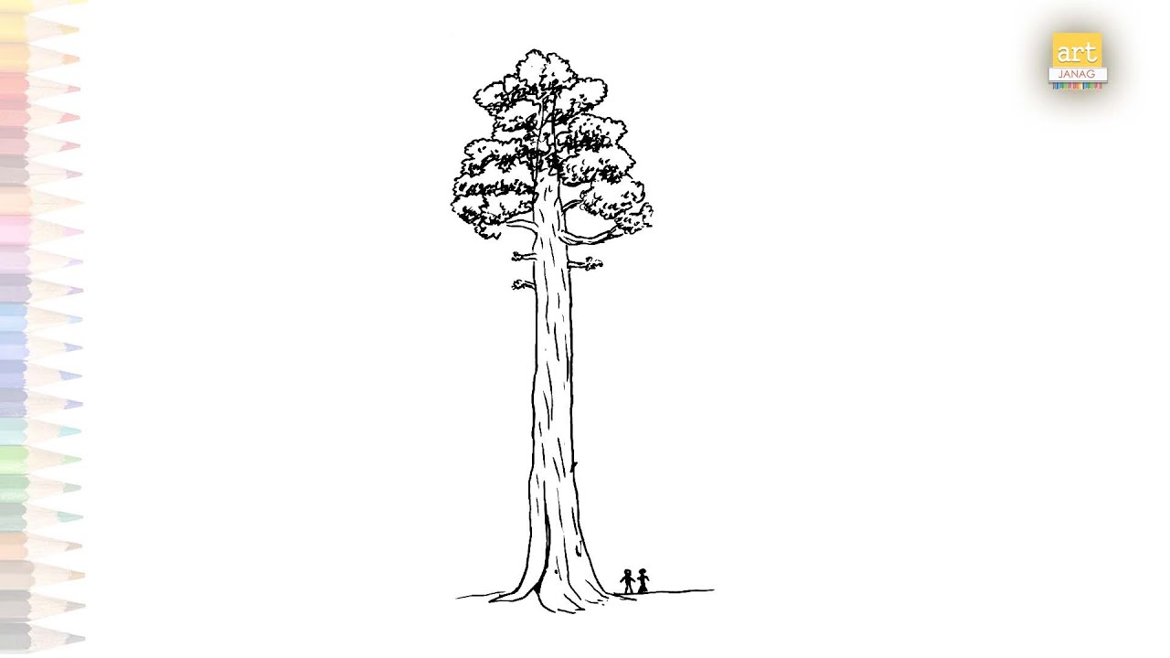 Free: Pin Redwood Tree Clip Art - Redwood Tree Clip Art - nohat.cc