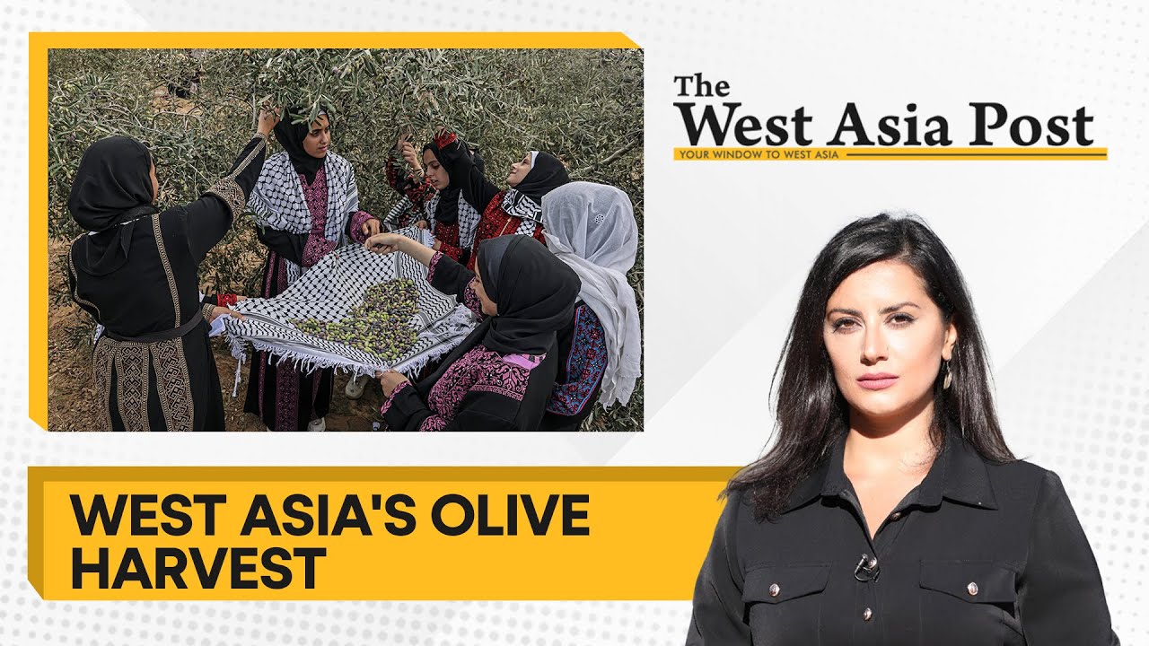 The West Asia Post | Olive Harvest underway in West Asia