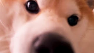 目覚まし代わりに飼い主のみぞおちを的確に踏み抜く柴犬