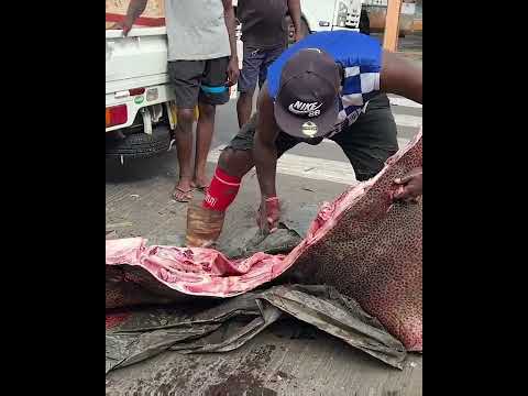 Real Pay Back for Steve Irwin | Cutting same Stingray killed by steve Irwin