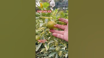 Hạnh cẩm thạch đang trái | 0386569374 - Ngọc Ngân Bến Tre | Chuyên cây độc lạ