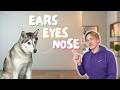 Is Your Dog Afraid of Things? Desensitization 101