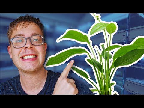 Video: Echinodorus aquariumplanten: soorten, beschrijving, foto