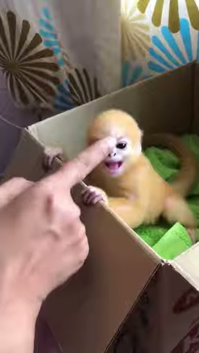 monyet lucu