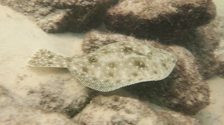 Chasing a flounder