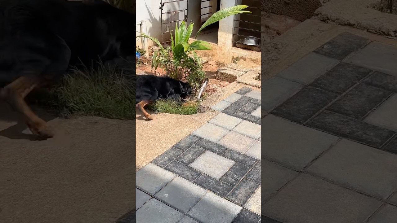 Rottweiler vs Cobra | #snake #rottweiler #yt #viralvideo #viralshorts #views #shortsvideo #youtube