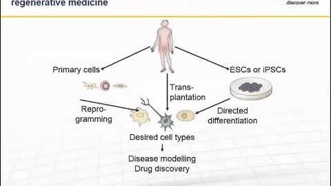 Direct reprogramming of somatic cells into induced neurons