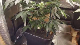 biscotti mintz week 1 flower day 0,  exodus cheese week 8 flower day 56, gelato week 3 day 19,