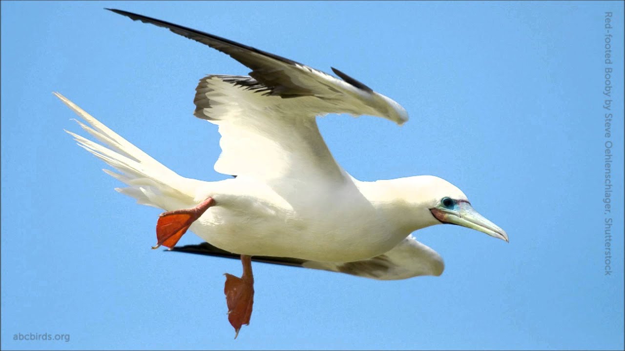 Nøjagtighed Strålende Dangle Red-footed Booby - American Bird Conservancy