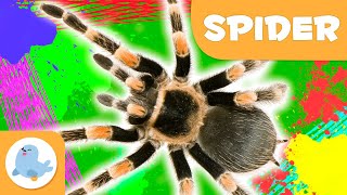 Spider 🕷️ Animals for Kids 🌱 Epsiode 10