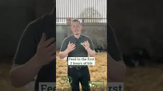 Colostrum Quickly How Quickly Must A Calf Be Fed After Birth?