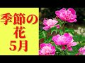 季節の花5月に咲く花8選