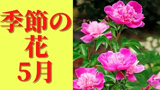 季節の花5月に咲く花8選