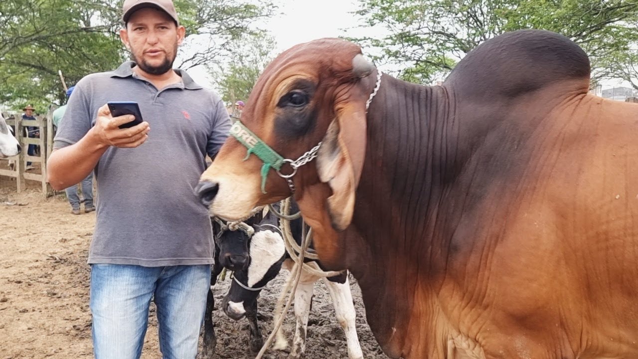 Massa FM Londrina - Hoje é o dia do Peão de Boiadeiro no Brasil. 🐴 A data  foi criada para homenagear todos os peões e peoas que montam touros e  cavalos pelo