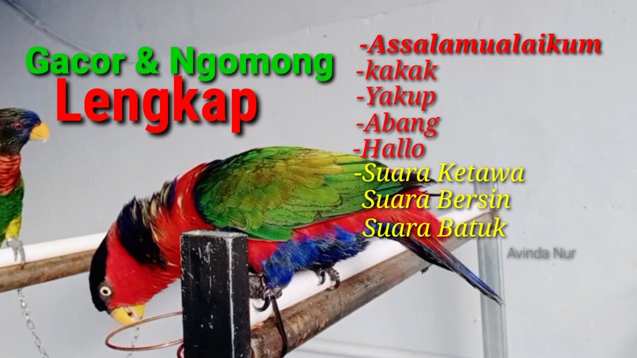 Suara Burung Nuri Gacor Dan Pintar Ngomong