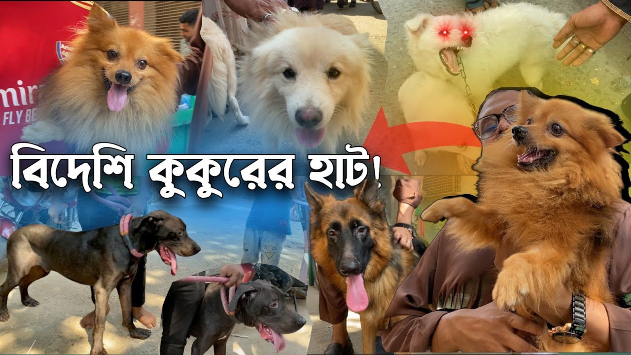 বিদেশি কুকুরের দাম 2025 | @DewanPets | Dog price in Bangladesh