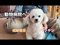 ドキドキのワクチン接種と姉妹の健康診断結果報告